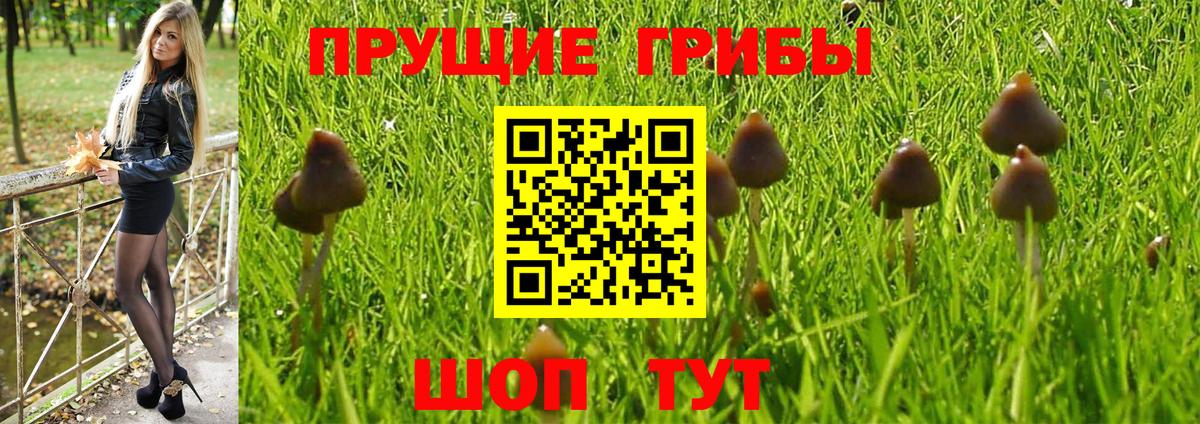Псилоцибиновые грибы мицелий  Вход с VPN  Усть-Кут 